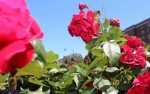 دی. ان. ای گیاه های چگونه ترمیم می شود