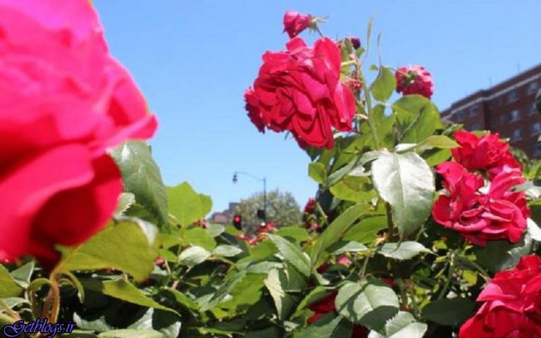عربستان حج را سیاسی نکند / قطر